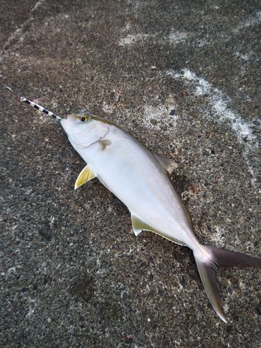 カンパチの釣果