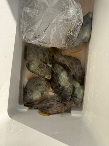 カワハギの釣果