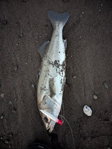 マルスズキの釣果