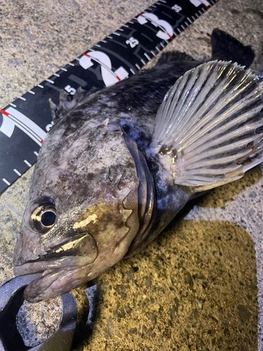 クロソイの釣果