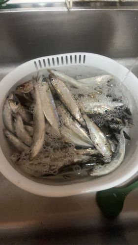 カタクチイワシの釣果