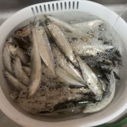 カタクチイワシ