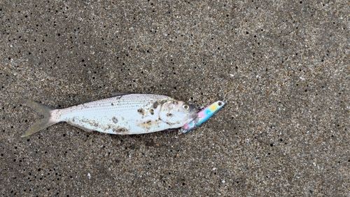 コノシロの釣果