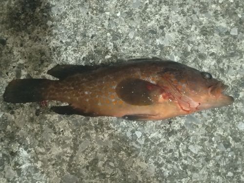 キジハタの釣果