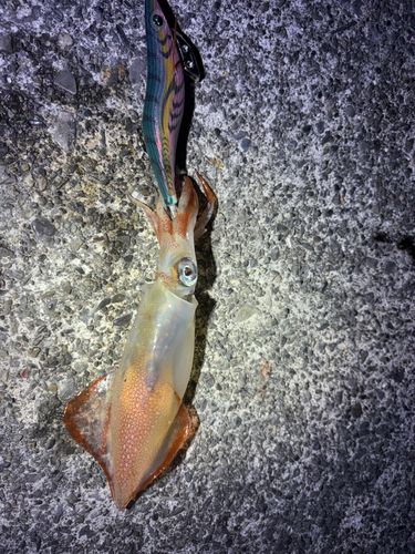 ケンサキイカの釣果