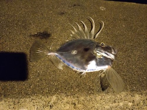カガミダイの釣果