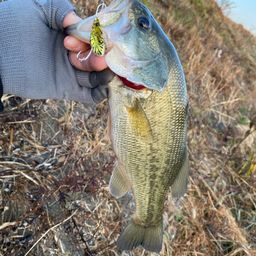 ラージマウスバス