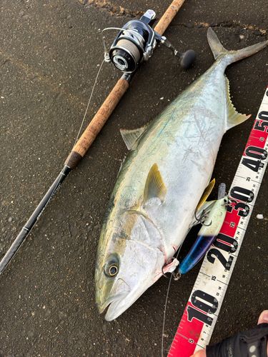 ヒラマサの釣果