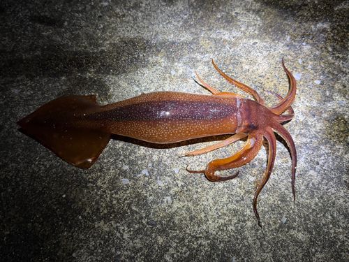 三陸海岸（岩手）