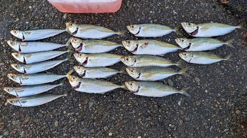 アジの釣果