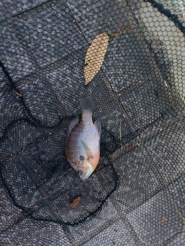 ブルーギルの釣果