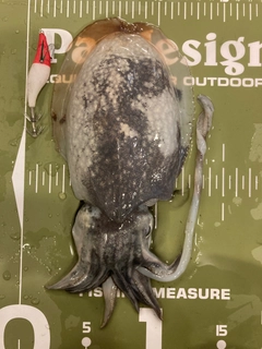 シリヤケイカの釣果