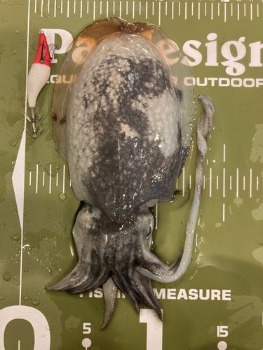 シリヤケイカの釣果