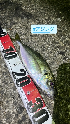 マアジの釣果
