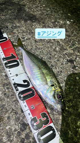 マアジの釣果
