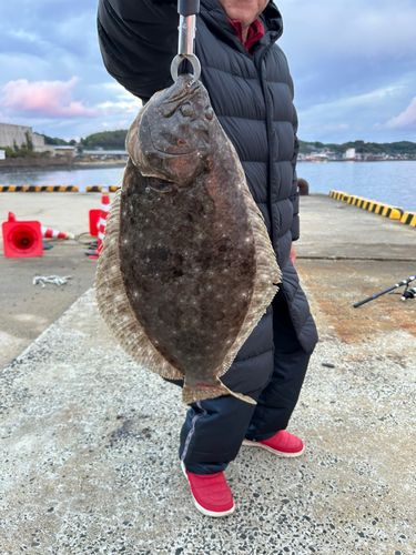 キジハタの釣果