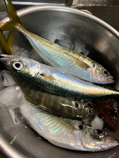 マアジの釣果