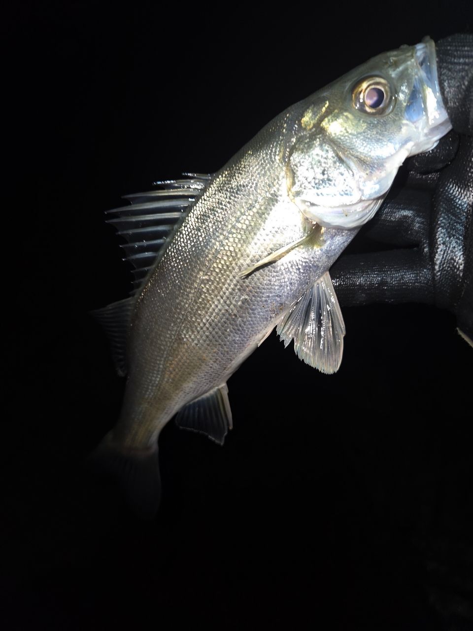 TENRYU スワット SW932S-LMLの最安値・インプレ・釣果 | 本音の口コミ