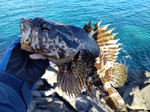タケノコメバルの釣果