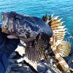 タケノコメバル