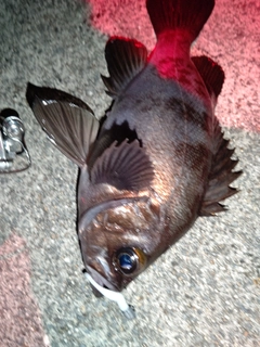 シロメバルの釣果