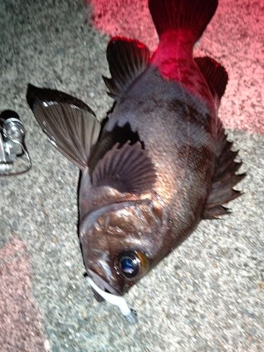 シロメバルの釣果