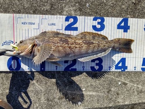 アイナメの釣果