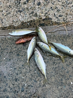 アジの釣果