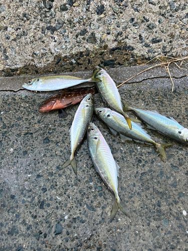 アジの釣果