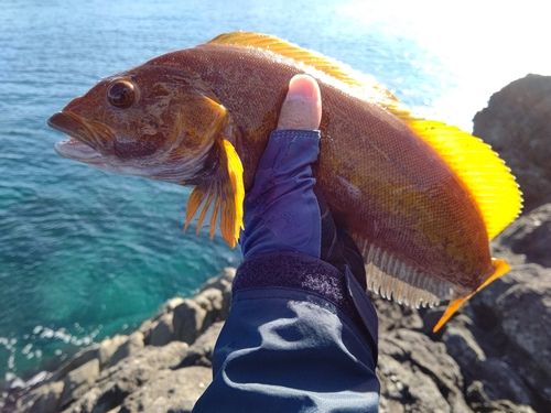 アイナメの釣果