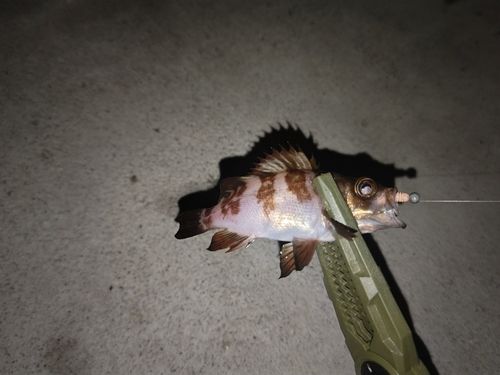 相馬港釣り桟橋