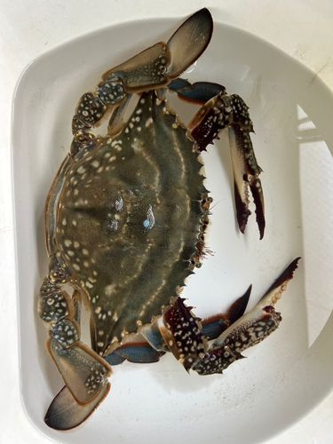 ワタリガニの釣果