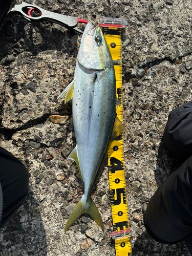 ヒラマサの釣果