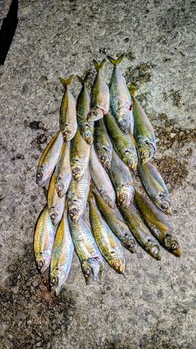 マアジの釣果