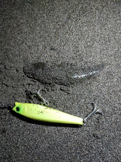 シタビラメの釣果