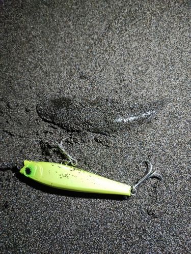 シタビラメの釣果