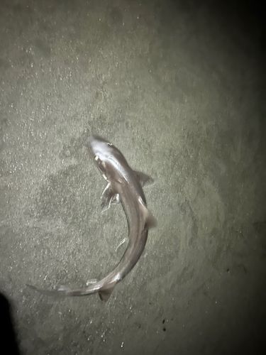 ホシザメの釣果