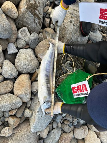 シロザケの釣果