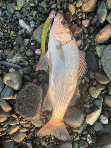 セイゴ（ヒラスズキ）の釣果