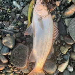 セイゴ（ヒラスズキ）