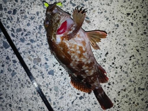 カサゴの釣果