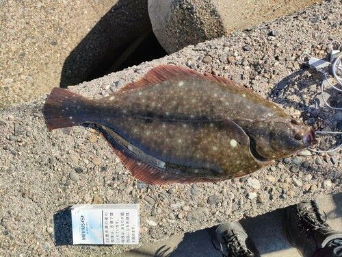 イシガレイの釣果