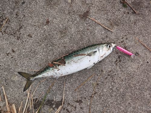 サバの釣果