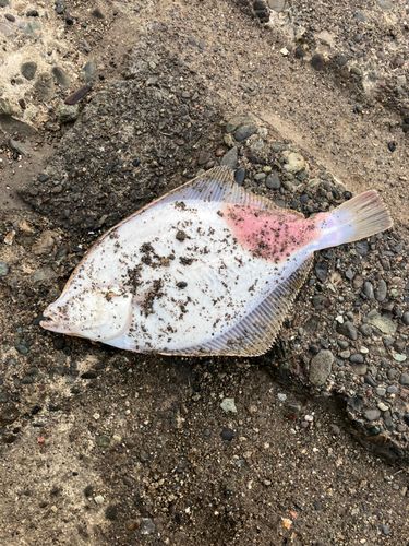 ホシザメの釣果