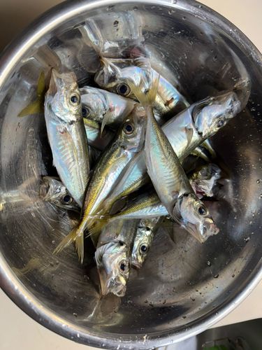 サバの釣果