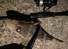 ワニゴチの釣果