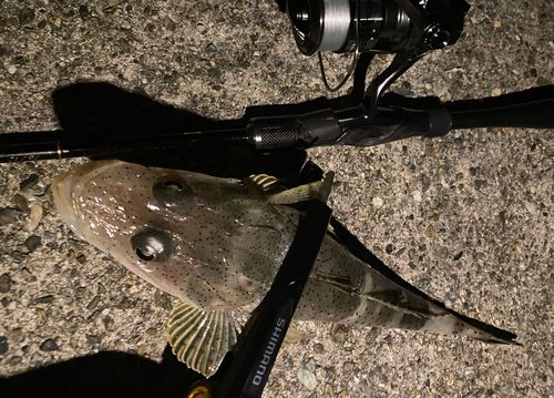 ワニゴチの釣果