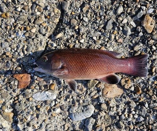 コブダイの釣果