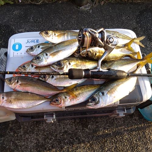 アジの釣果