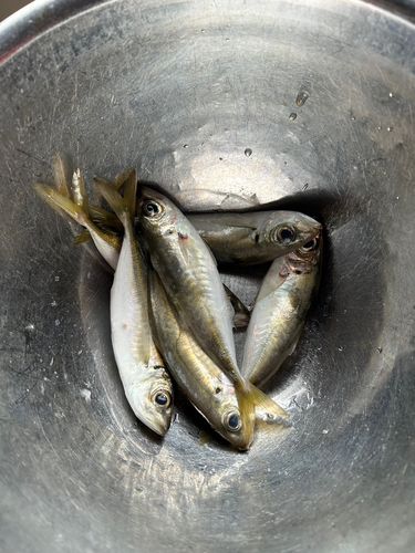 サバの釣果